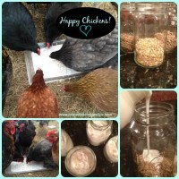Happy Chickens!